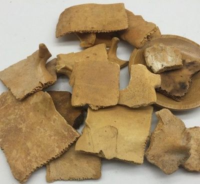 匯群微課 | 中藥飲片真偽鑒別--醋龜甲