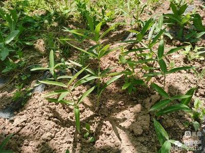 周至竹峪 延伸中藥飲片產業鏈條，謀產業振興新篇章